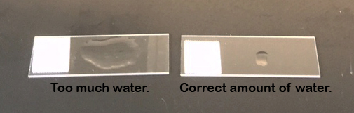 Biol 230 Lab Manual Preparing A Slide For Staining